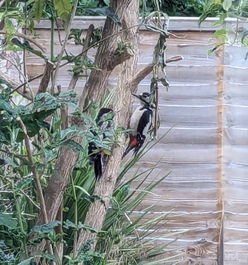 Two woodpeckers in the buddleia